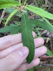 Astrotricha longifolia