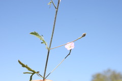 Convolvulus graminetinus