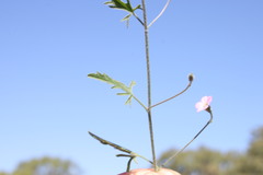 Convolvulus graminetinus