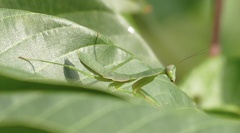 Prohierodula laticollis