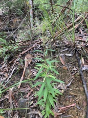 Astrotricha longifolia