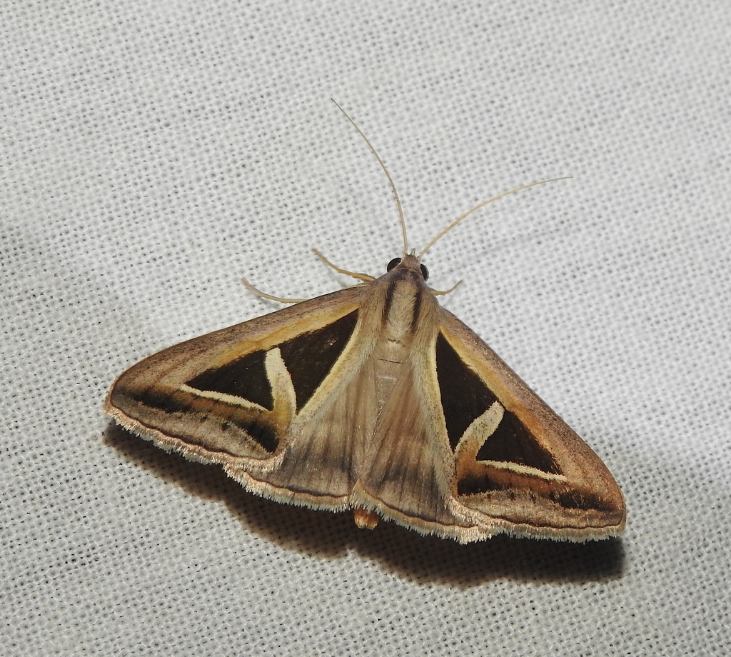 Triangular Winged Insect Triangles in December 2021 by Hopeland · iNaturalist