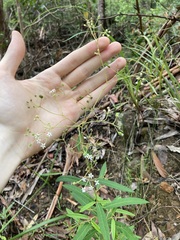 Astrotricha longifolia