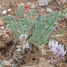 Astragalus desereticus - Photo (c) Andrey Zharkikh, alguns direitos reservados (CC BY-NC), uploaded by Andrey Zharkikh