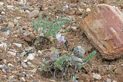 Astragalus desereticus