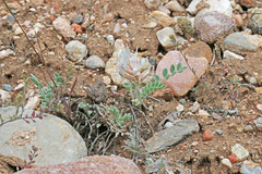 Astragalus desereticus