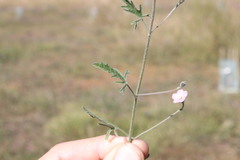 Convolvulus graminetinus