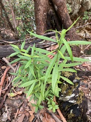 Logania albiflora