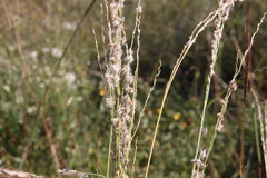 Digitaria brownii