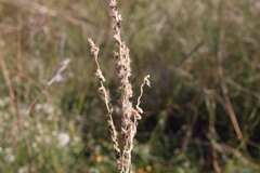 Digitaria brownii