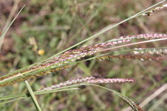 Eriochloa crebra