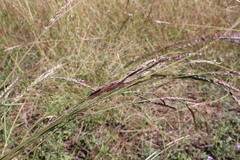 Eriochloa crebra