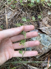 Goodenia rotundifolia