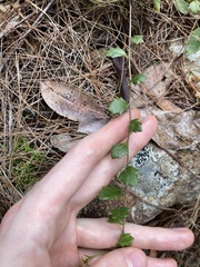 Goodenia rotundifolia