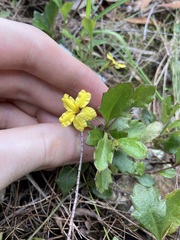 Goodenia rotundifolia