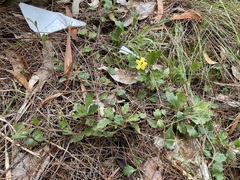 Goodenia rotundifolia