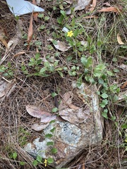 Goodenia rotundifolia