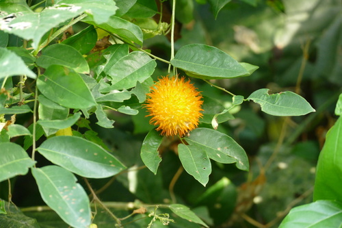 Momordica foetida