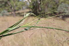 Panicum decompositum