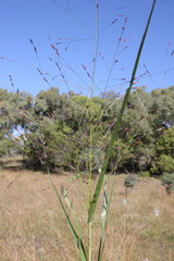 Panicum decompositum