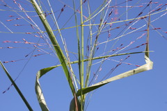 Panicum decompositum