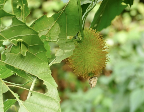 Momordica foetida