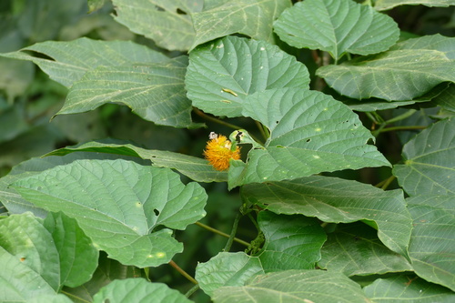 Momordica foetida