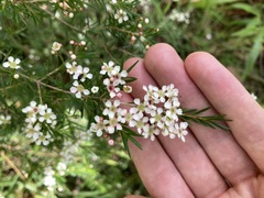 Sannantha pluriflora