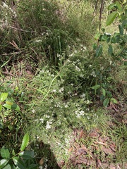 Sannantha pluriflora