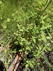 Scutellaria racemosa