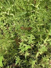 Scutellaria racemosa