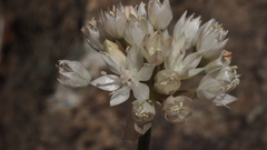 Allium amplectens