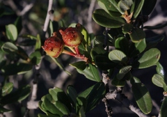 Ceanothus megacarpus megacarpus