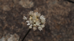 Allium amplectens