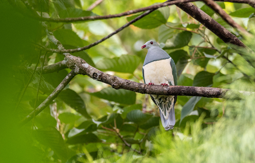 Cream-breasted Fruit Dove (Ramphiculus merrilli), photo 9