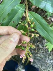 Alpinia arundelliana
