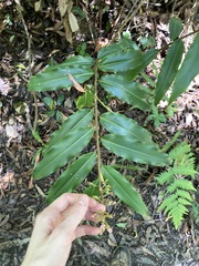 Alpinia arundelliana