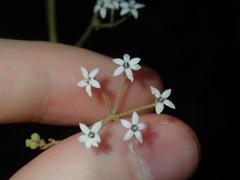Astrotricha longifolia