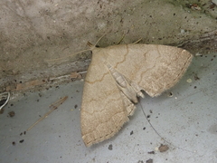 Herminia arenosa