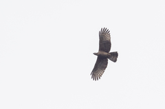 Pernis ptilorhynchus