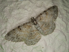 Protoboarmia faustinata