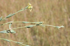 Pimelea curviflora