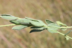 Pimelea curviflora