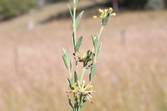 Pimelea curviflora