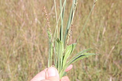 Plantago debilis