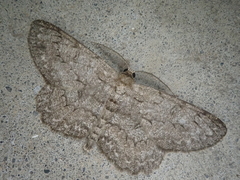 Hypomecis punctinalis conferenda