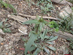 Gentianella corymbifera