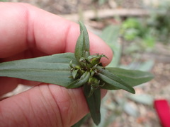 Gentianella corymbifera