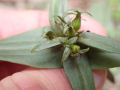 Gentianella corymbifera