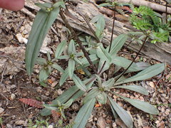 Gentianella corymbifera